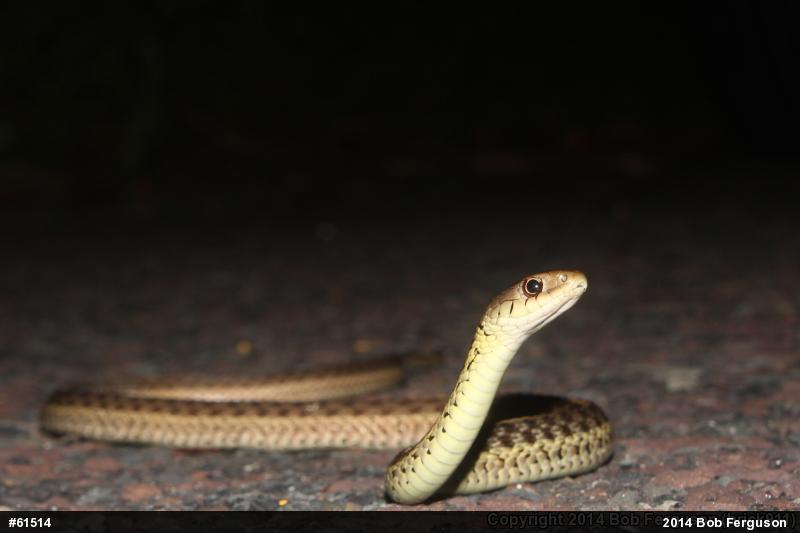 Eastern Gartersnake