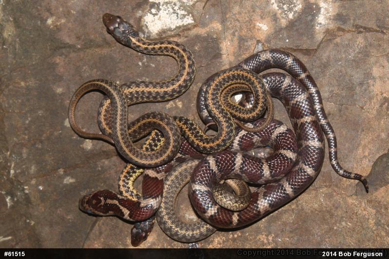 Eastern Gartersnake