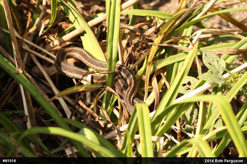 Eastern Gartersnake