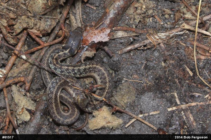 Eastern Gartersnake