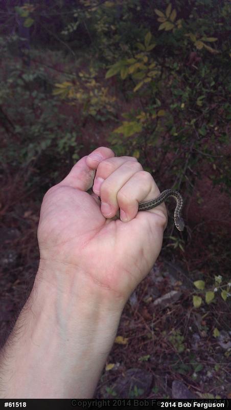 Eastern Gartersnake