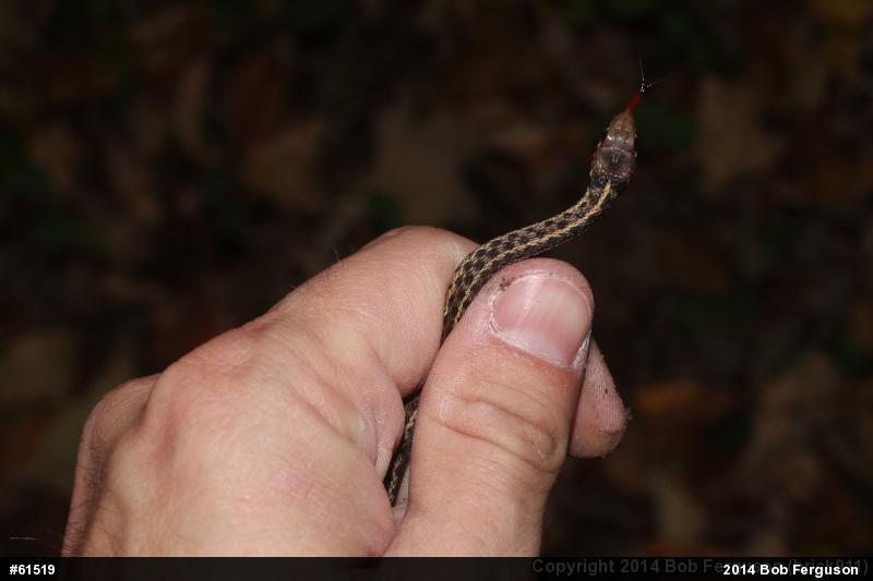 Eastern Gartersnake