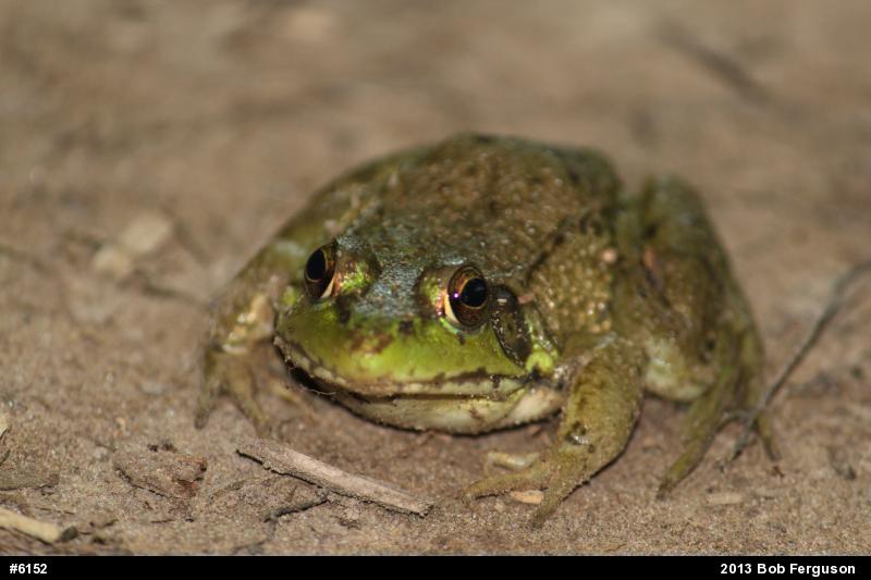 Green Frog