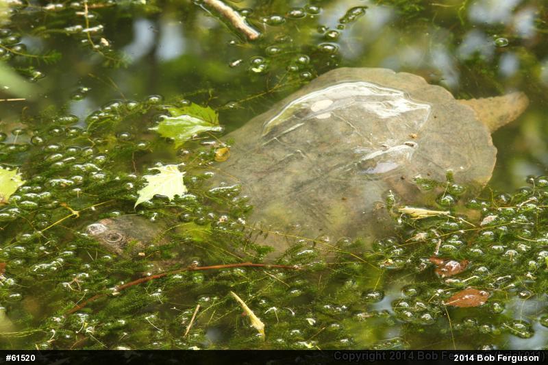 Snapping Turtle