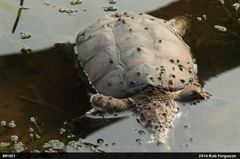 Snapping Turtle