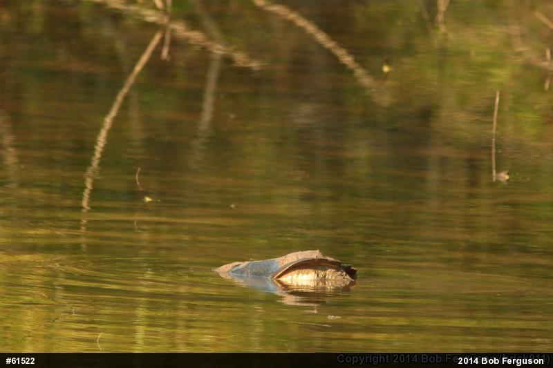 Snapping Turtle