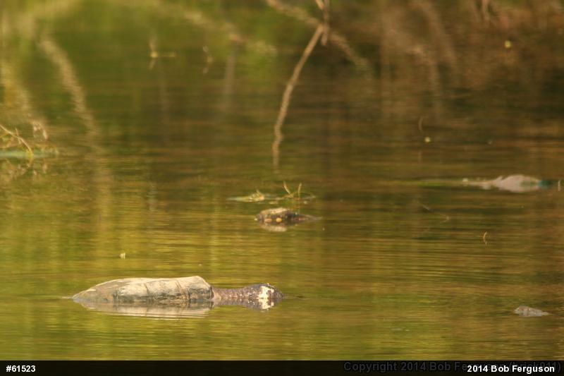 Snapping Turtle