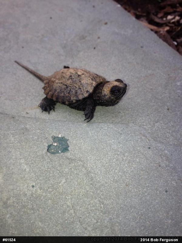 Snapping Turtle