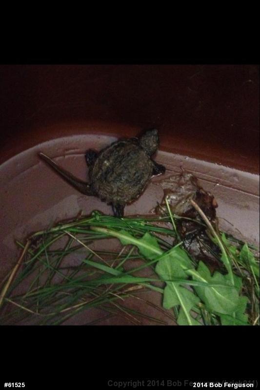 Snapping Turtle