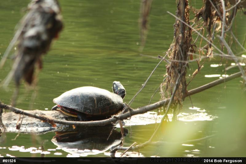 Painted Turtle