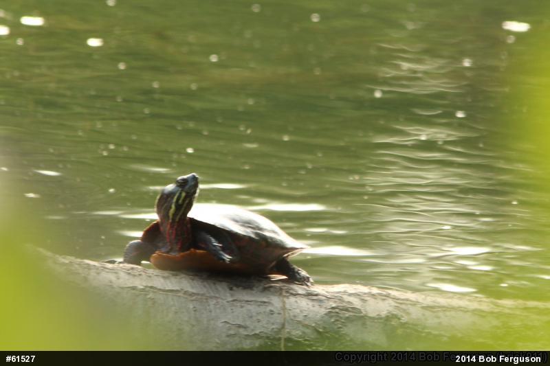 Painted Turtle