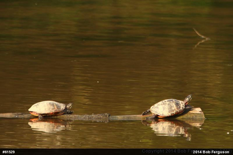 Painted Turtle
