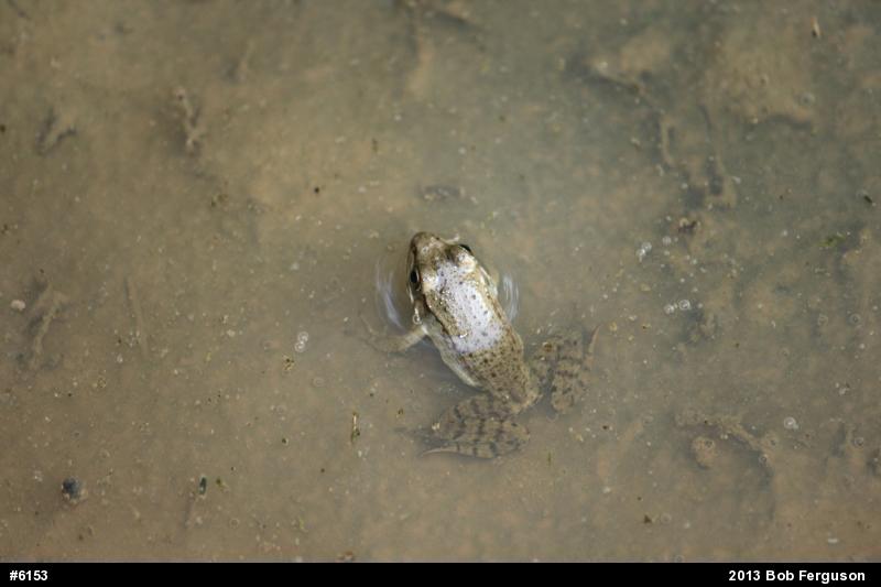 Green Frog