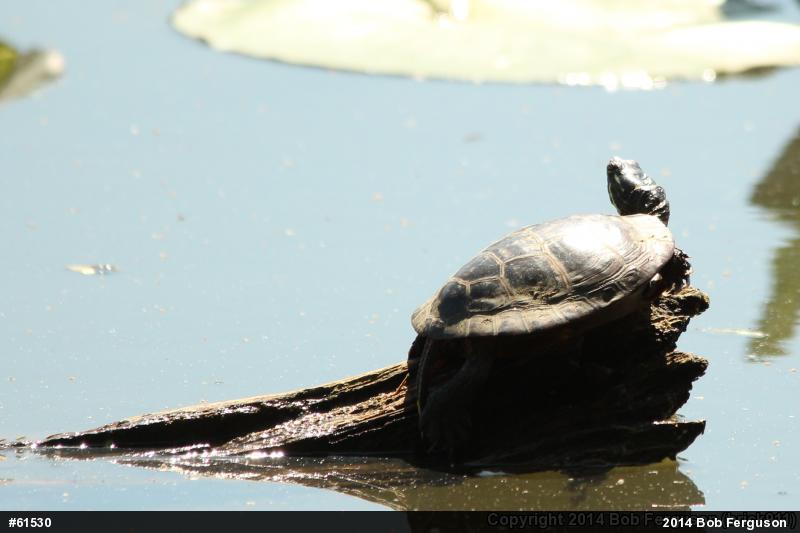 Eastern Painted Turtle
