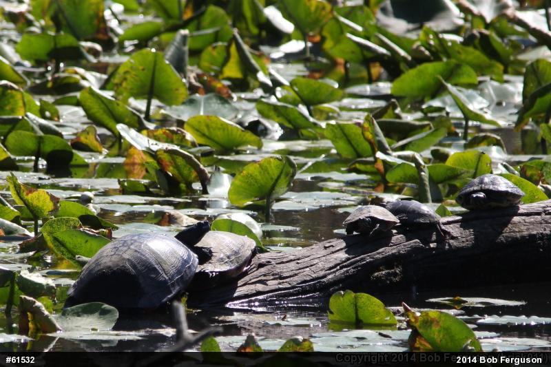 Painted Turtle