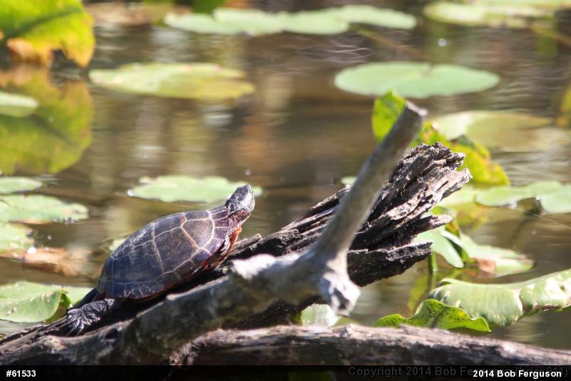 Eastern Painted Turtle