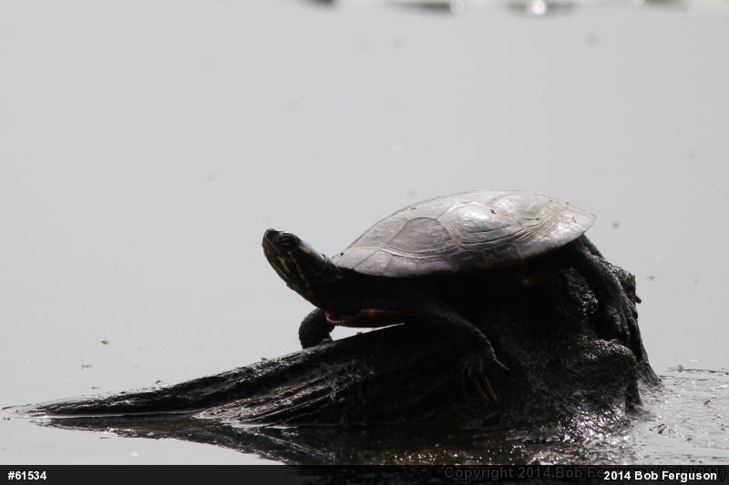 Painted Turtle