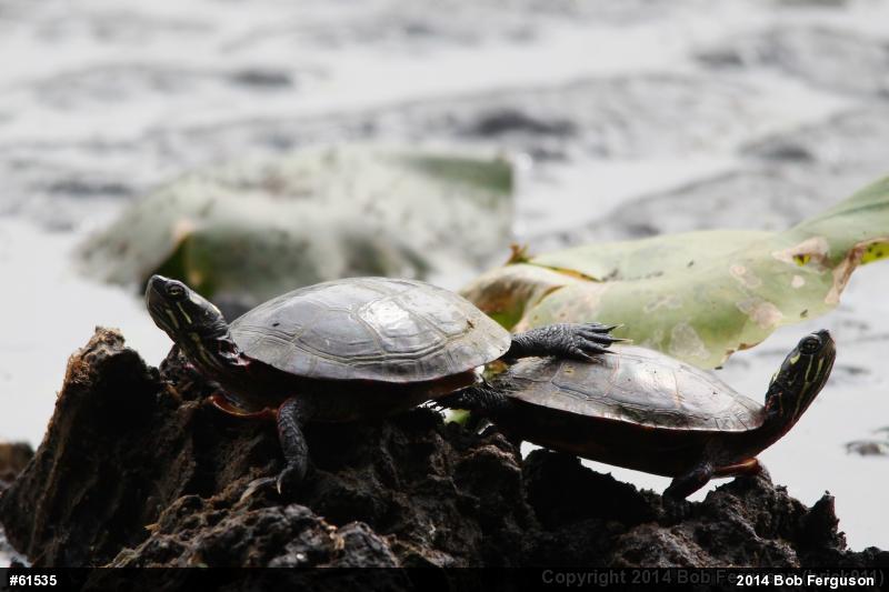 Eastern Painted Turtle