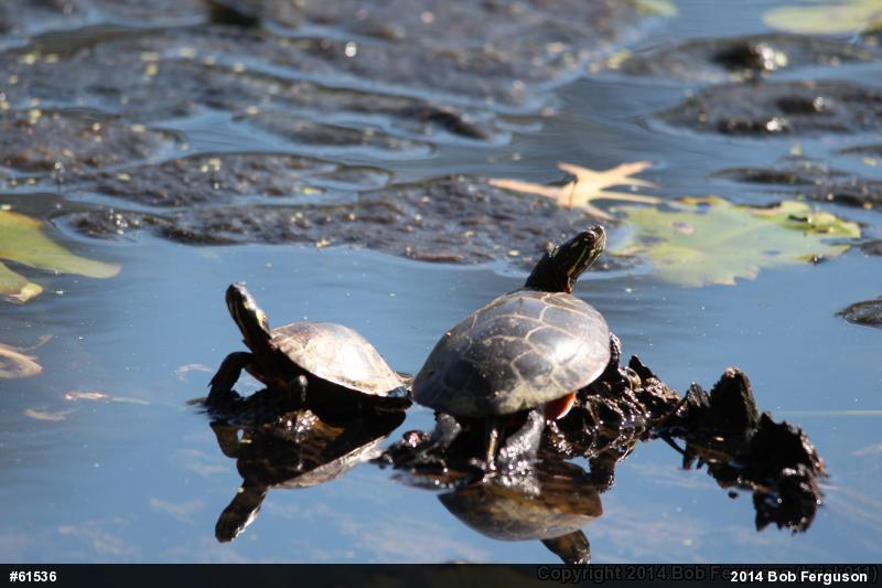 Eastern Painted Turtle