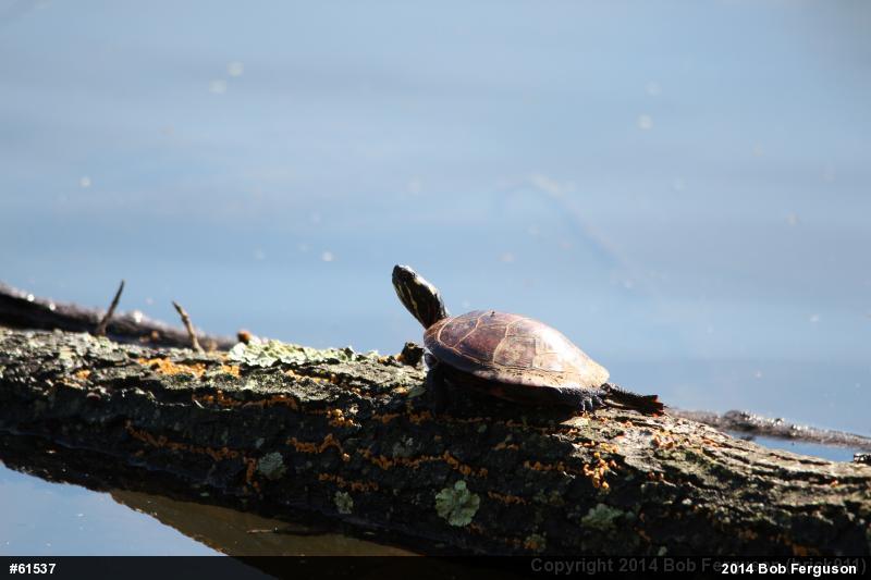 Painted Turtle