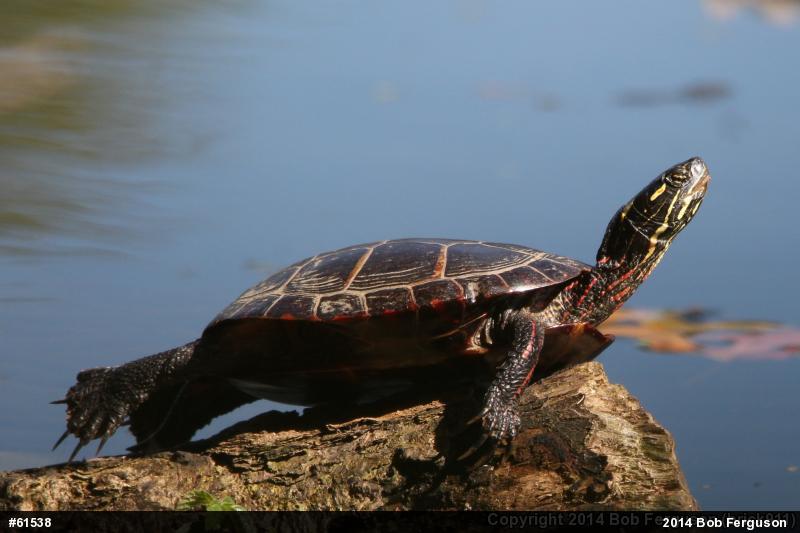 Eastern Painted Turtle
