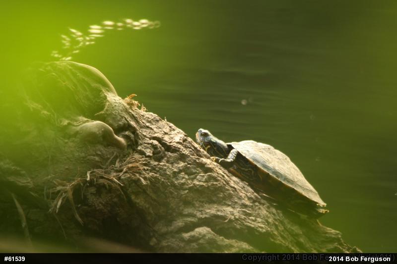 Northern Map Turtle