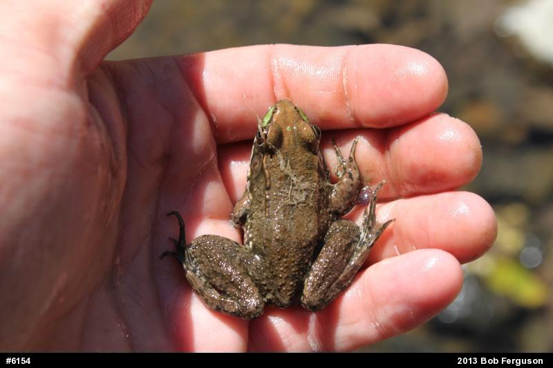 Green Frog