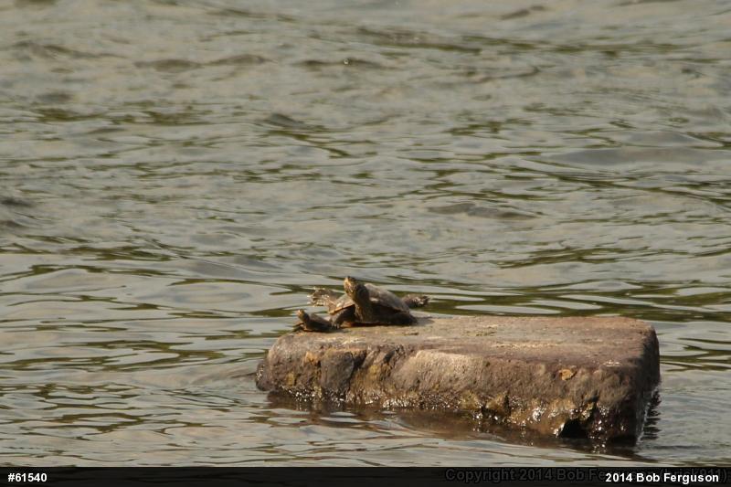 Northern Map Turtle