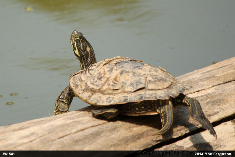 River Cooter