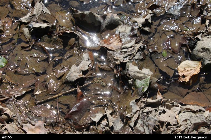 Green Frog