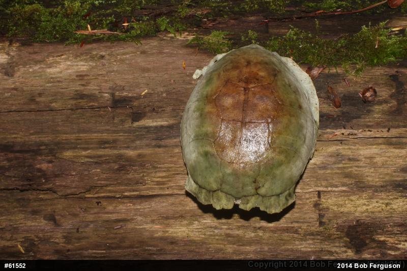 Eastern Box Turtle