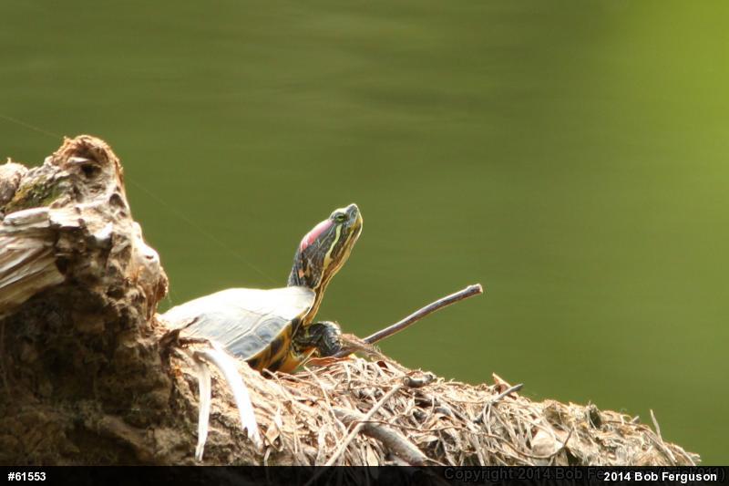 Red-eared Slider