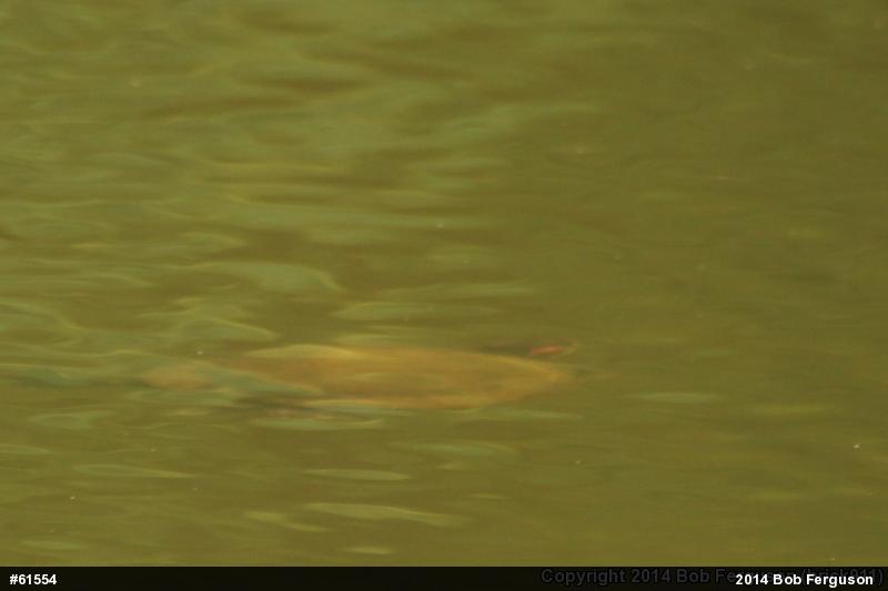 Red-eared Slider