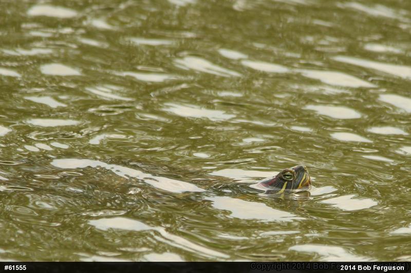 Red-eared Slider