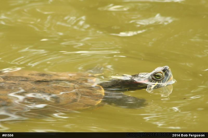 Red-eared Slider