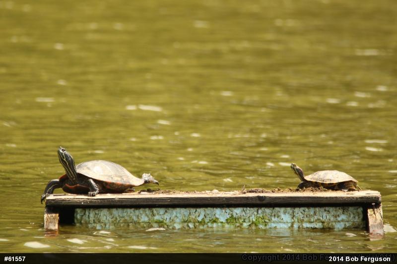 Red-eared Slider