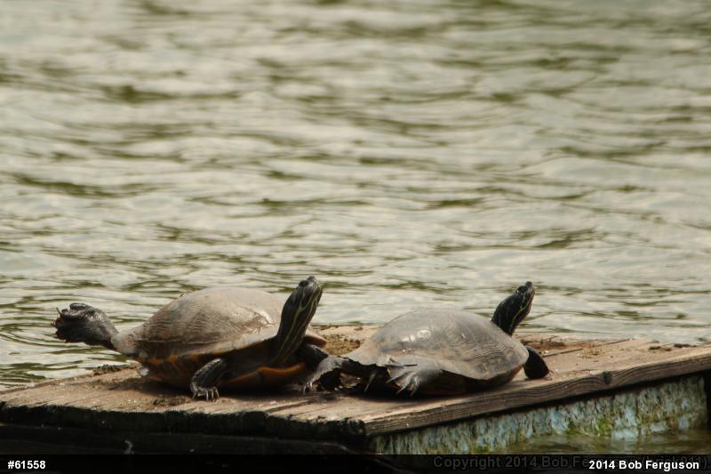 Red-eared Slider