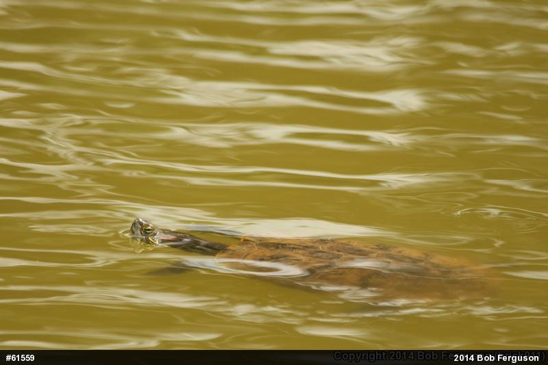 Red-eared Slider