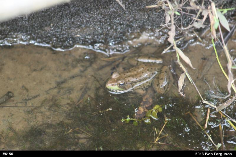 Green Frog