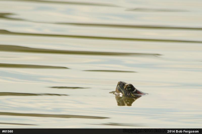 Red-eared Slider
