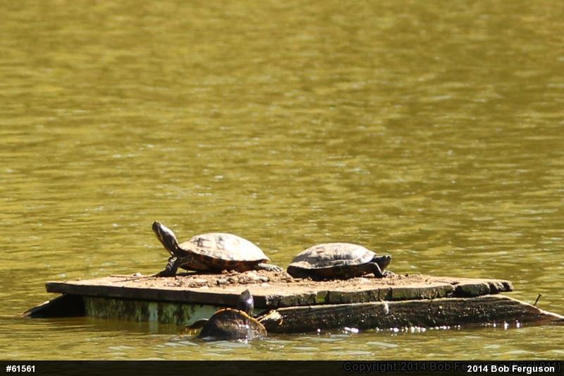 Pond Slider