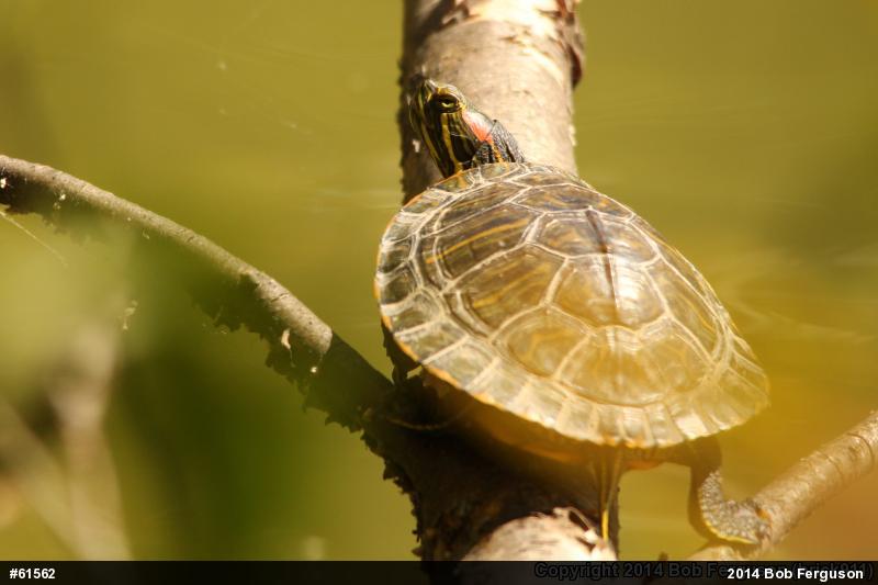 Red-eared Slider