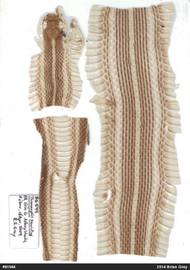 Northern Ribbonsnake