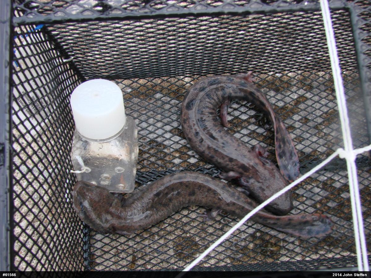 Common Mudpuppy