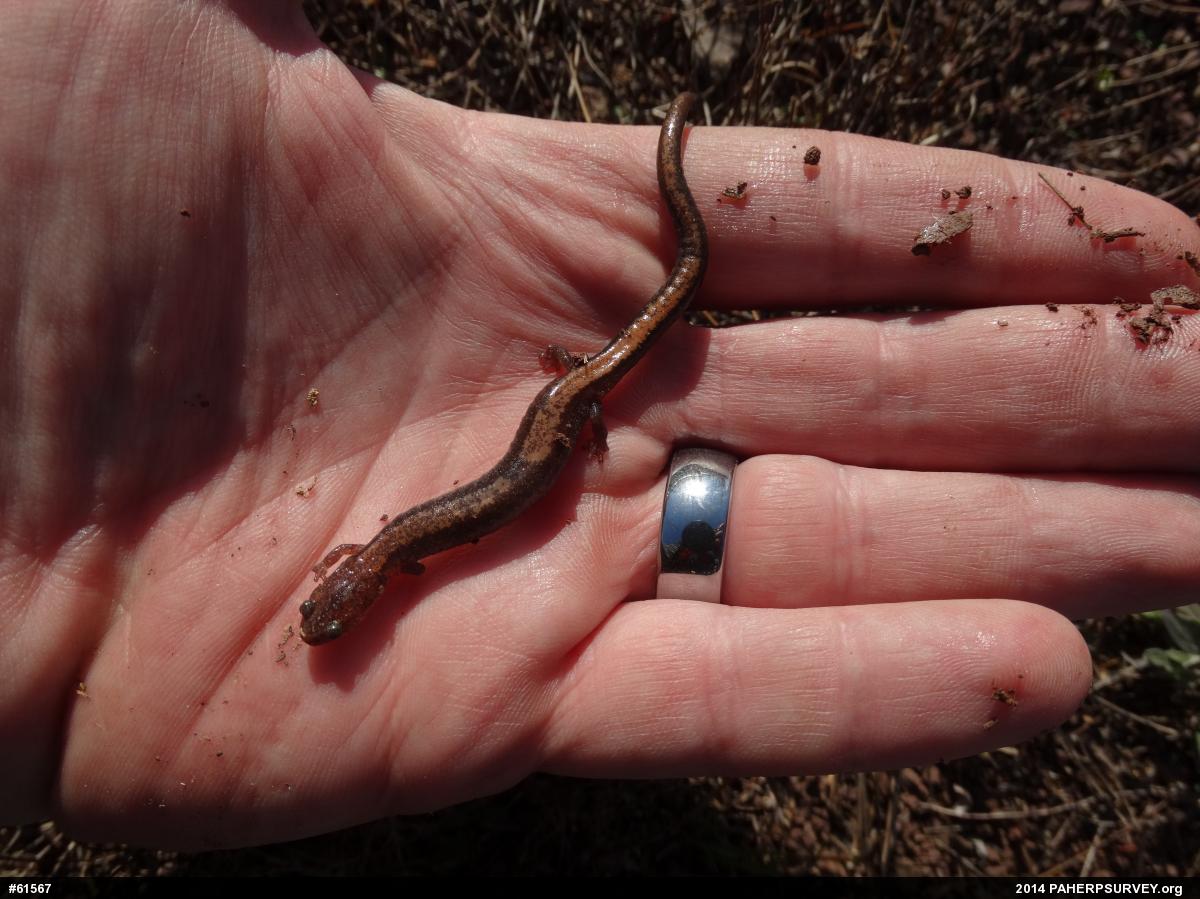 Eastern Red-backed  Salamander