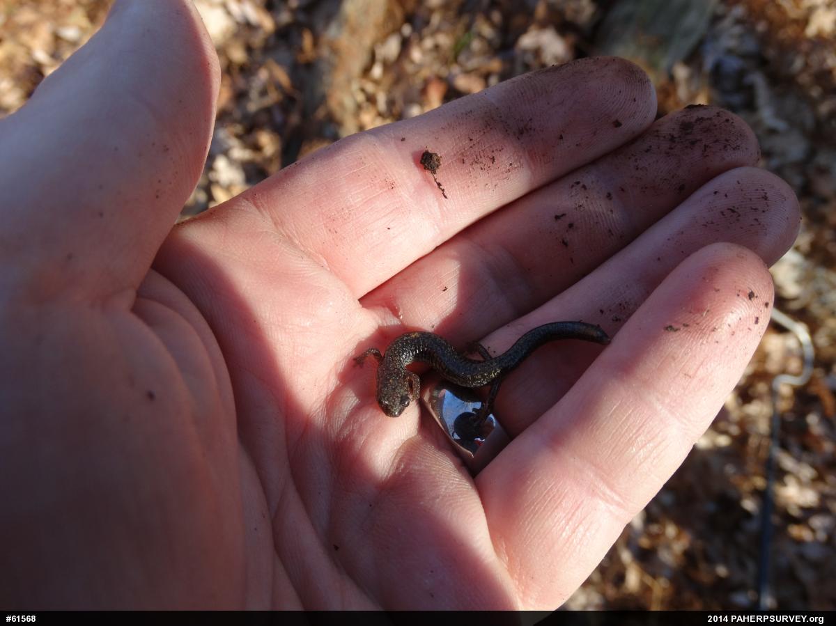 Eastern Red-backed  Salamander
