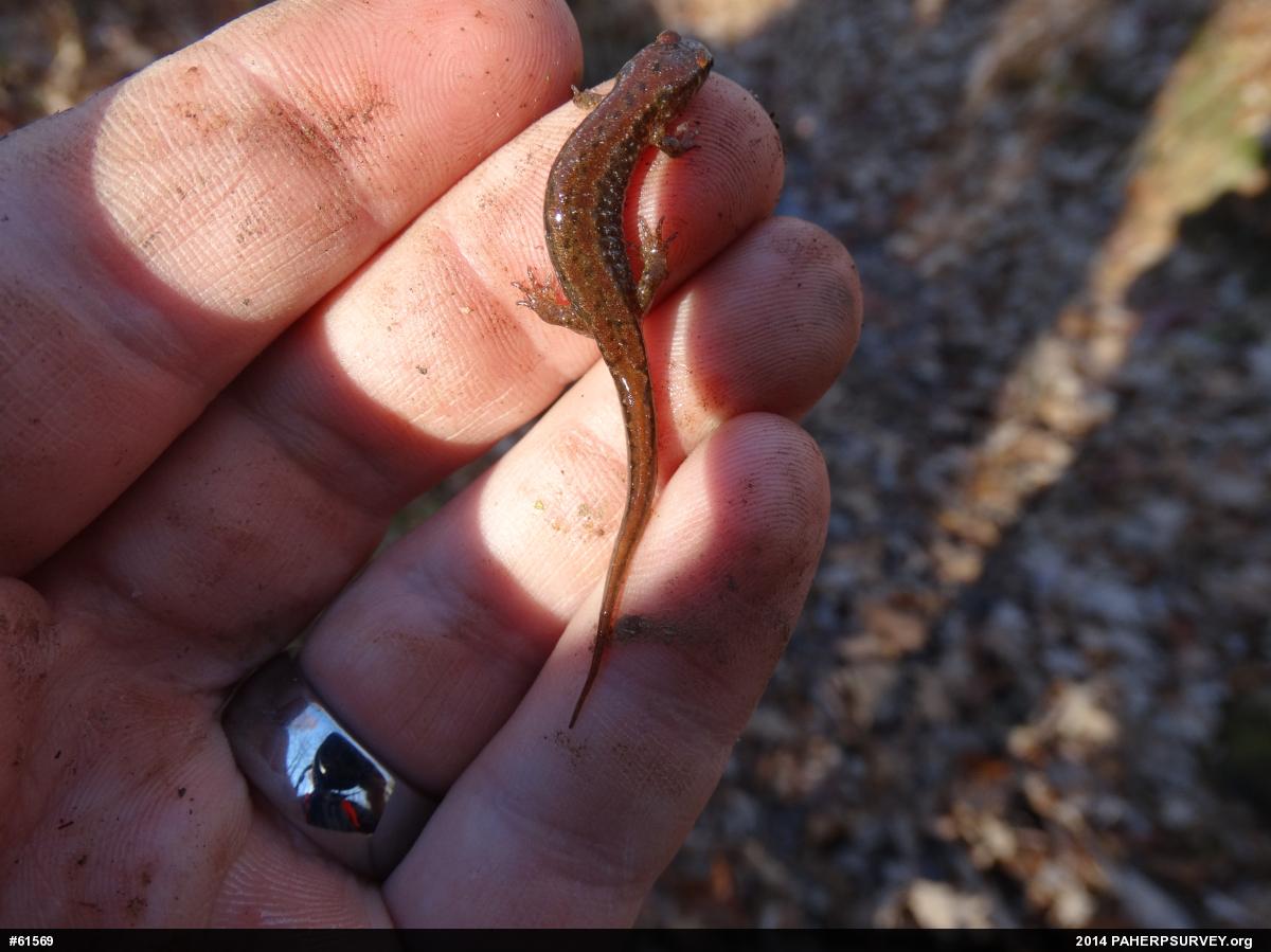 Northern Dusky Salamander