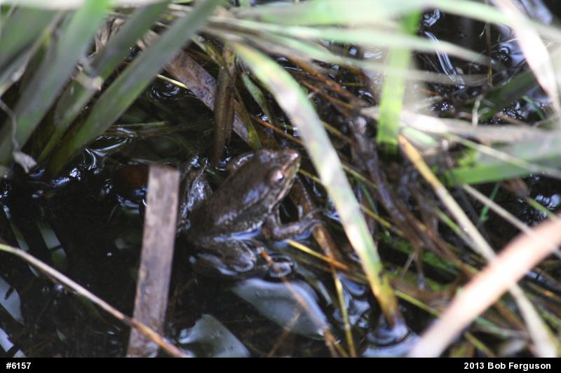 Green Frog