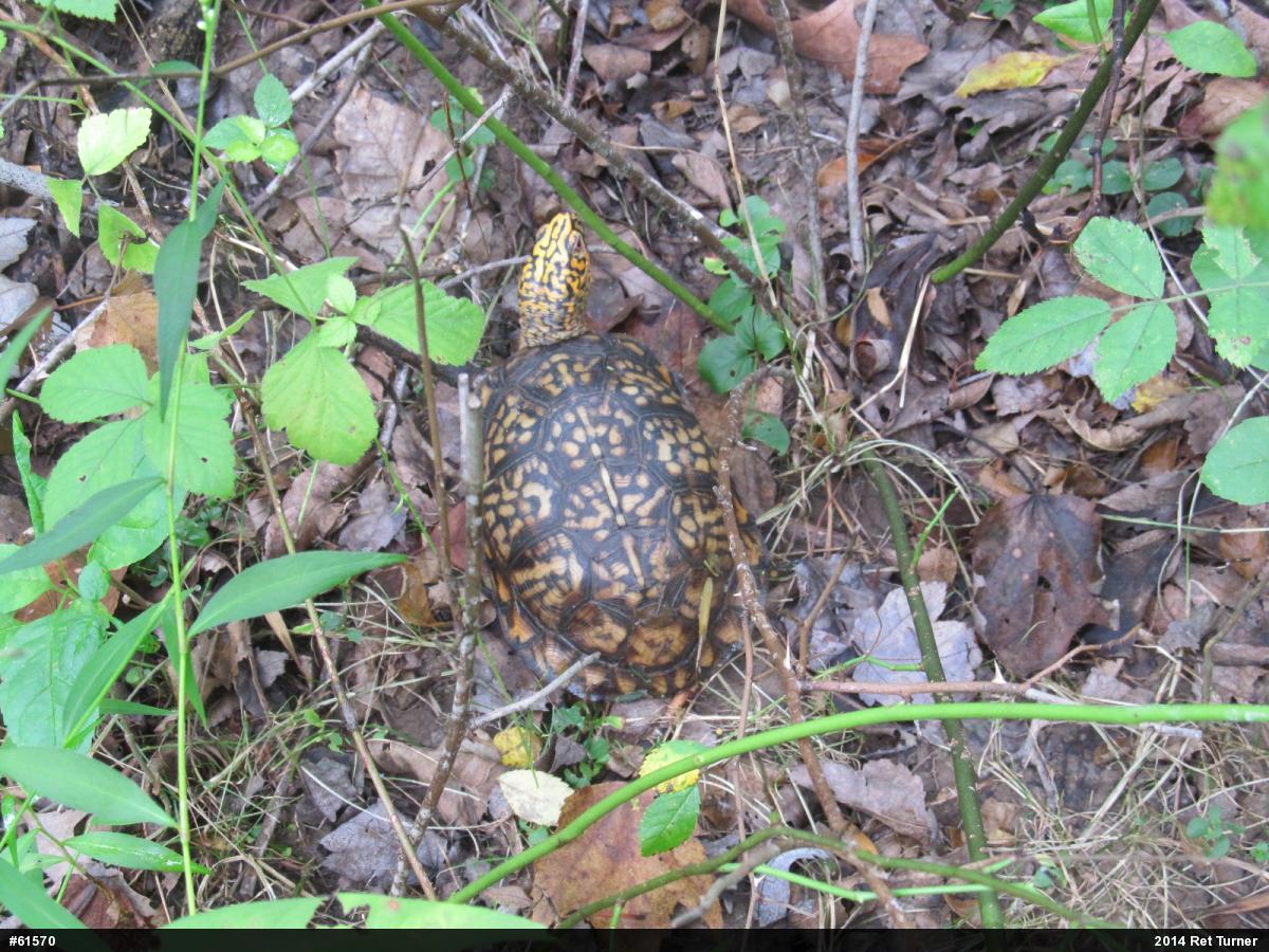 Eastern Box Turtle