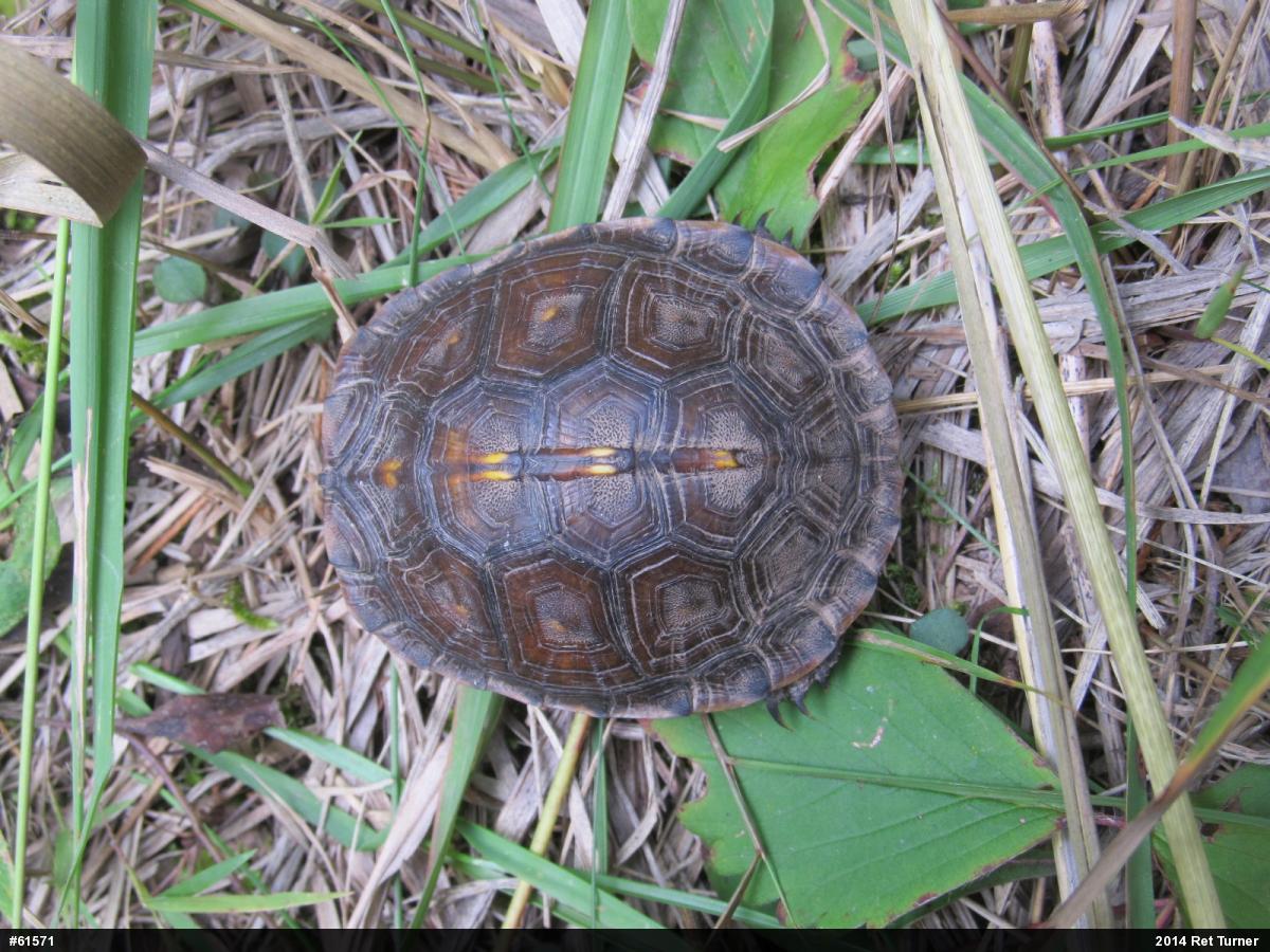 Eastern Box Turtle